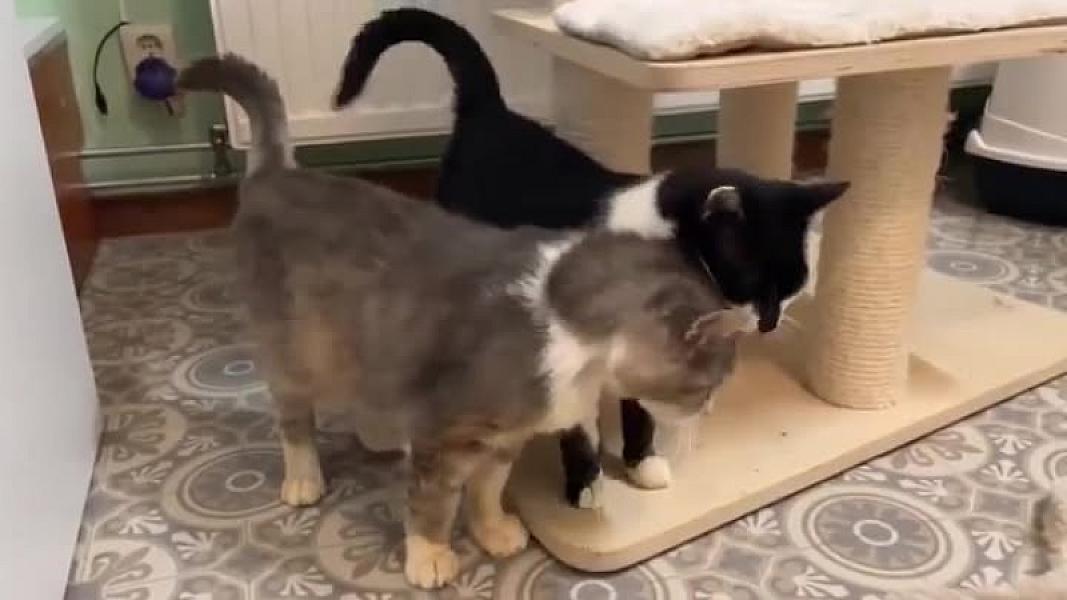 Kattenpraat