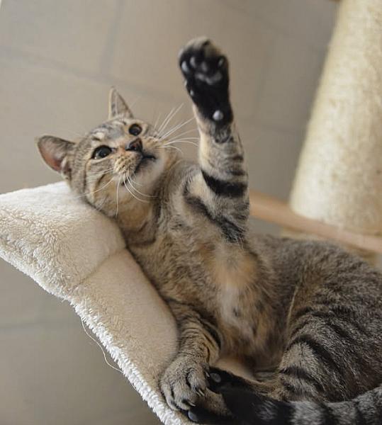 Kattenpraat
