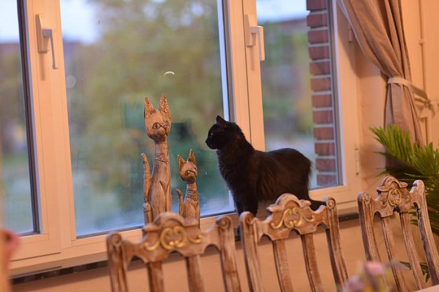 Kattenpraat