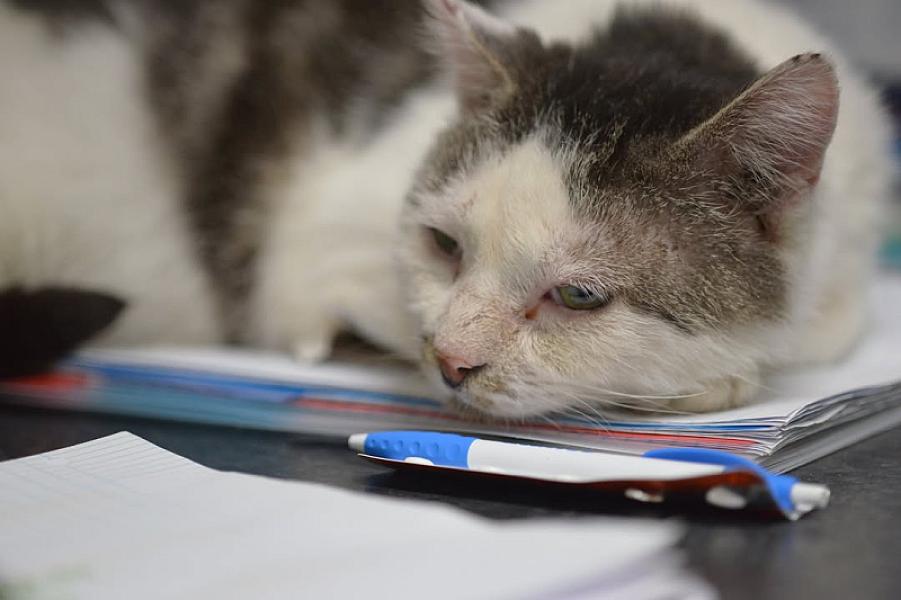 Kattenpraat