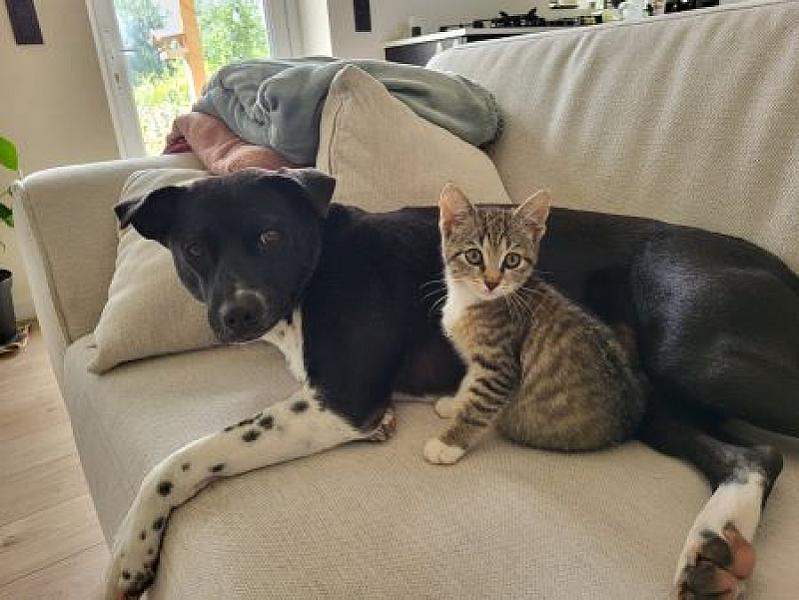 Kattenpraat