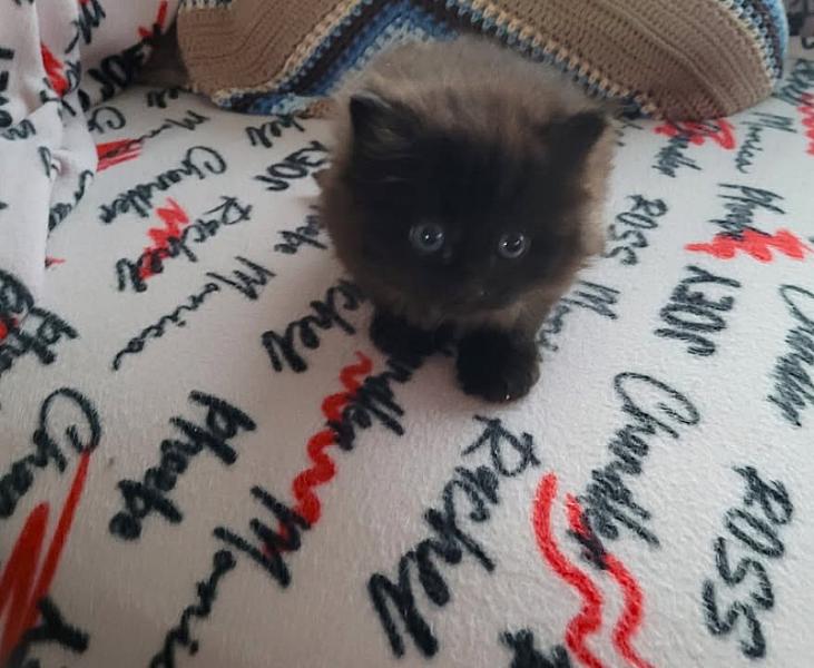 Kattenpraat