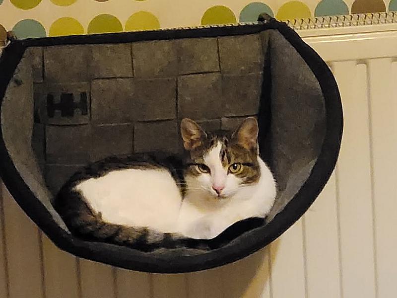 Kattenpraat