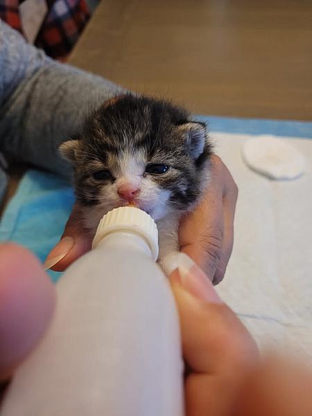 Kattenpraat