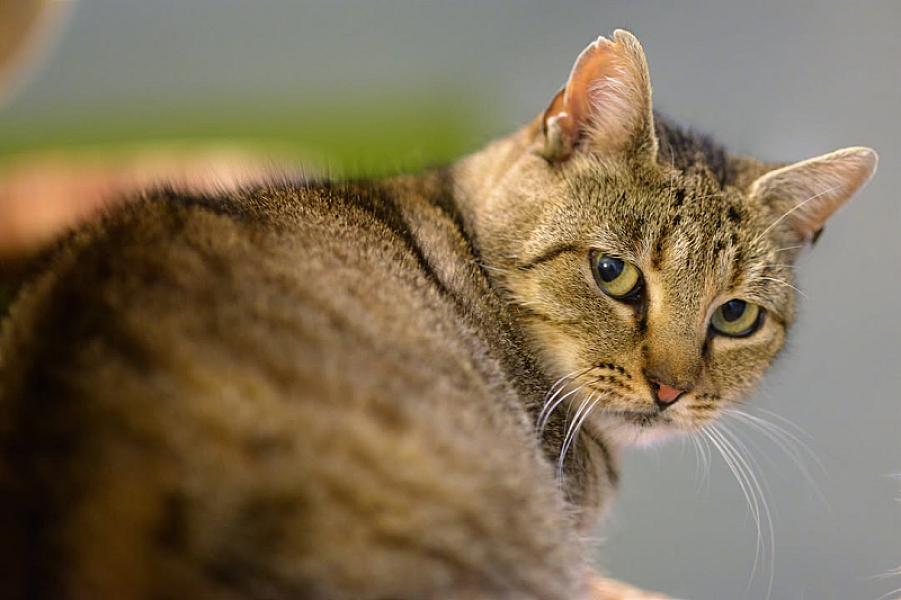 Kattenpraat