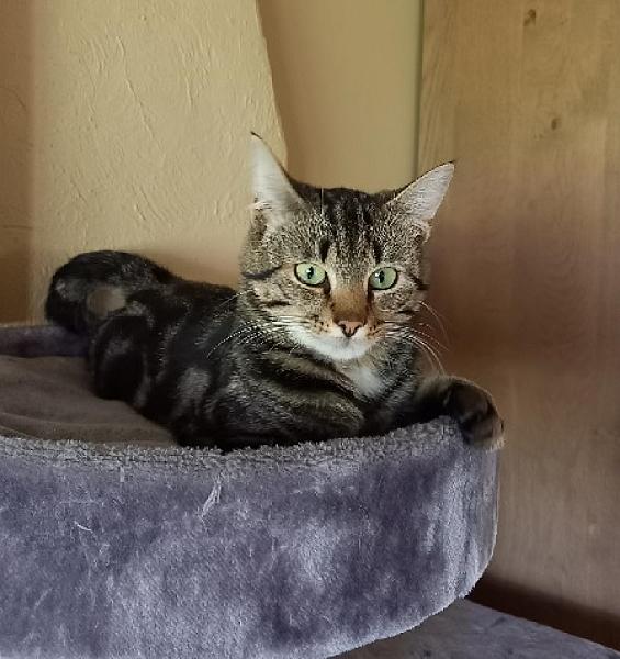Kattenpraat