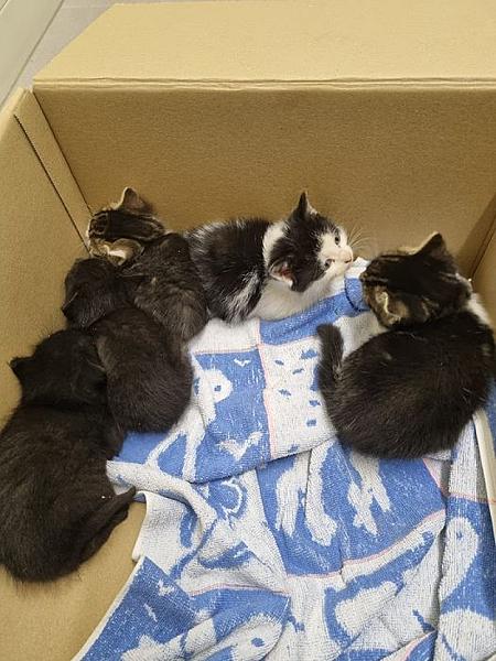 Kattenpraat
