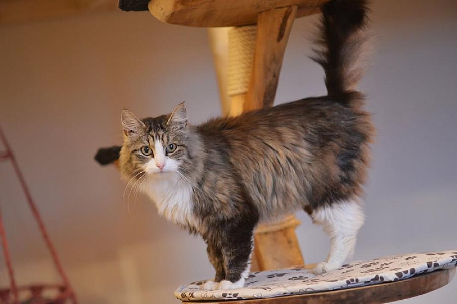 Kattenpraat