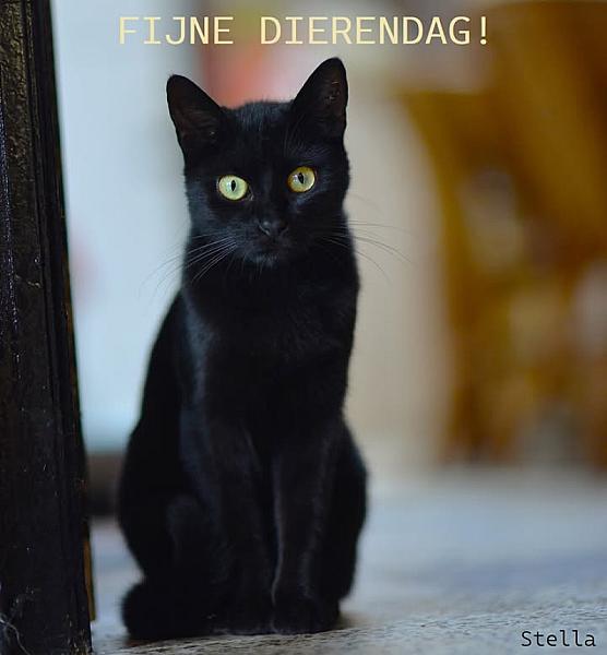 Kattenpraat