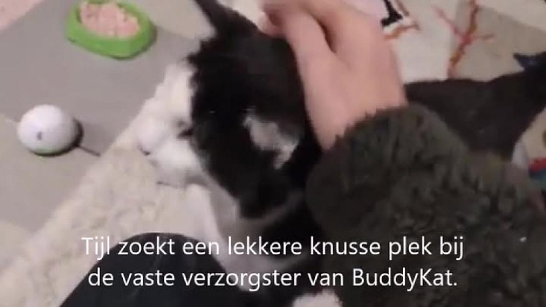 Kattenpraat