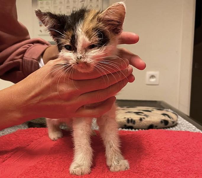 Kattenpraat