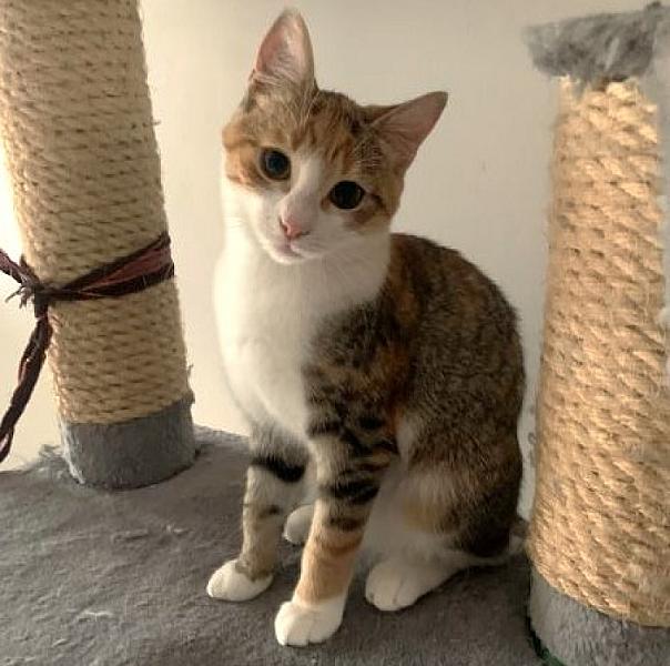 Kattenpraat