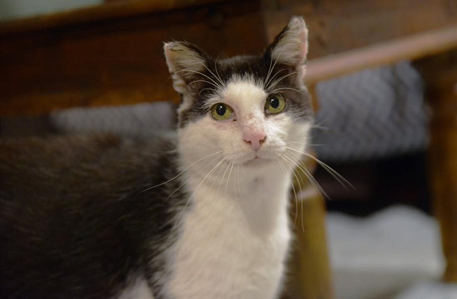 Kattenpraat