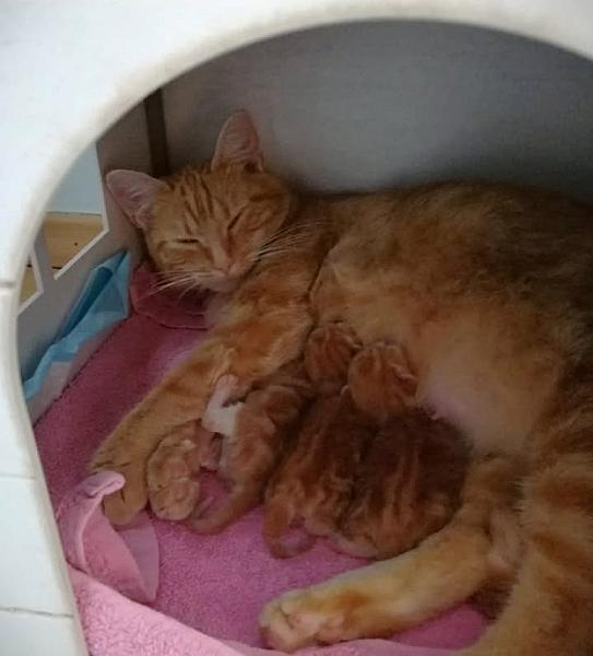 Kattenpraat