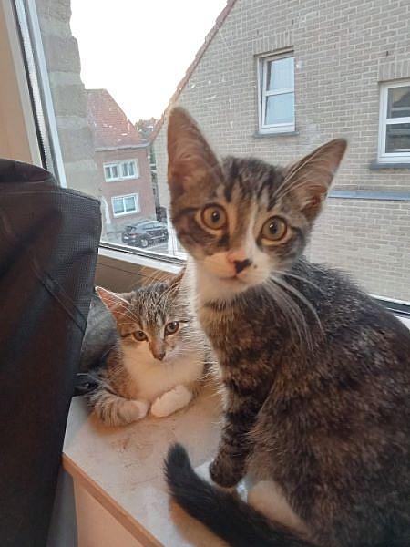 Kattenpraat
