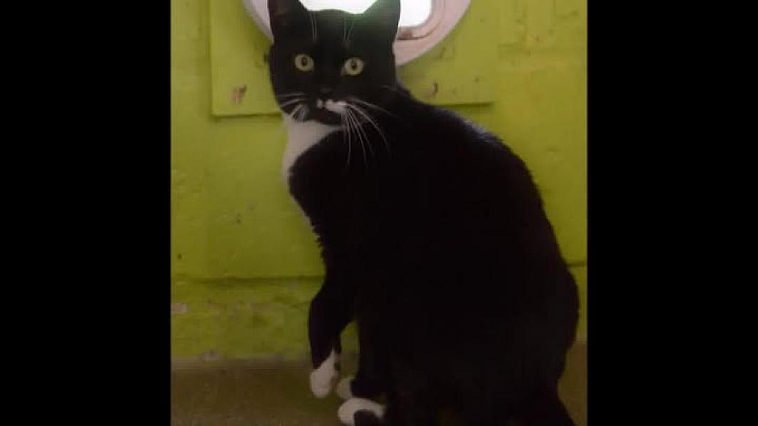 Kattenpraat
