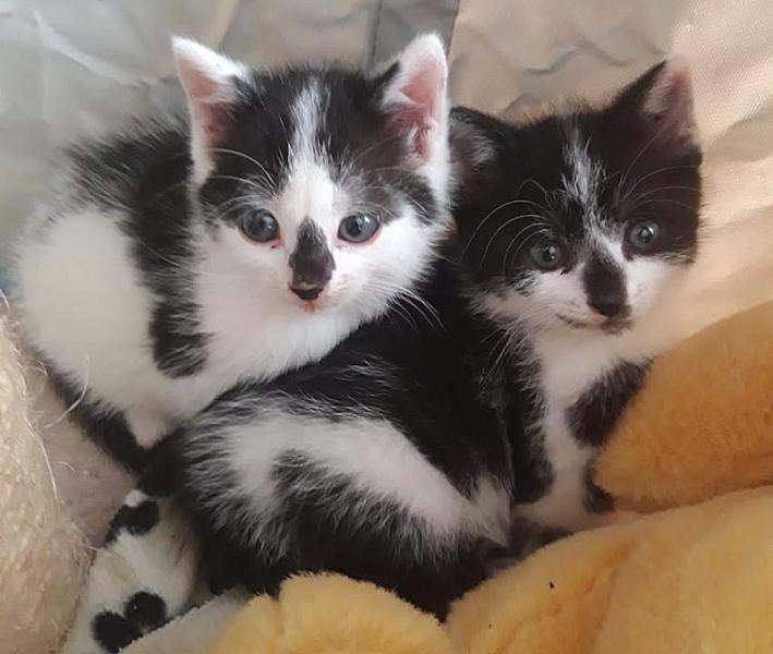 Kattenpraat