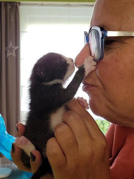 Kattenpraat