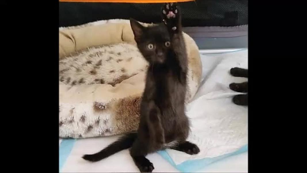 Kattenpraat