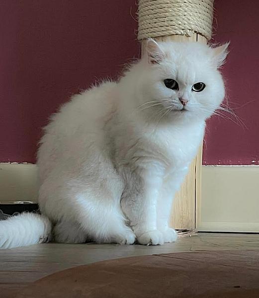 Kattenpraat
