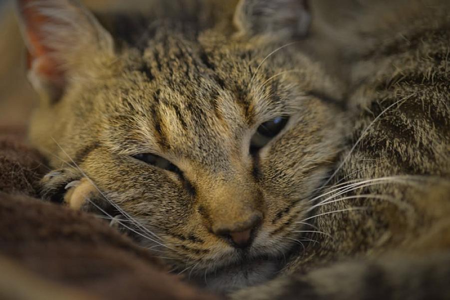 Kattenpraat