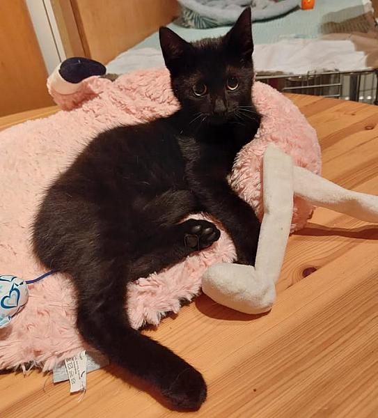Kattenpraat