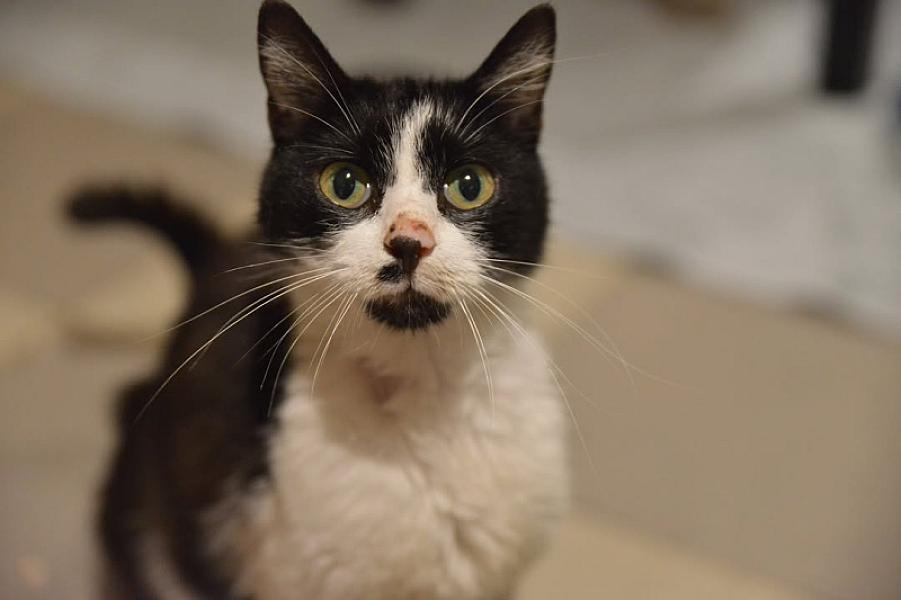 Kattenpraat