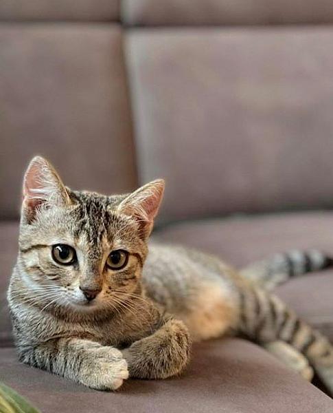 Kattenpraat