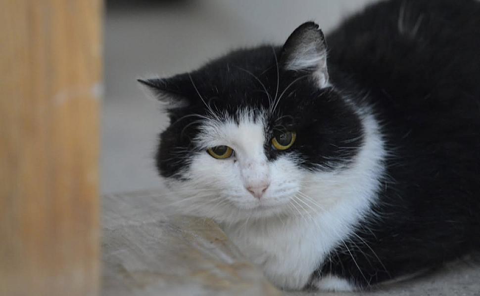 Kattenpraat