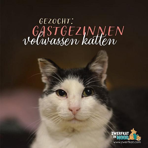 Kattenpraat