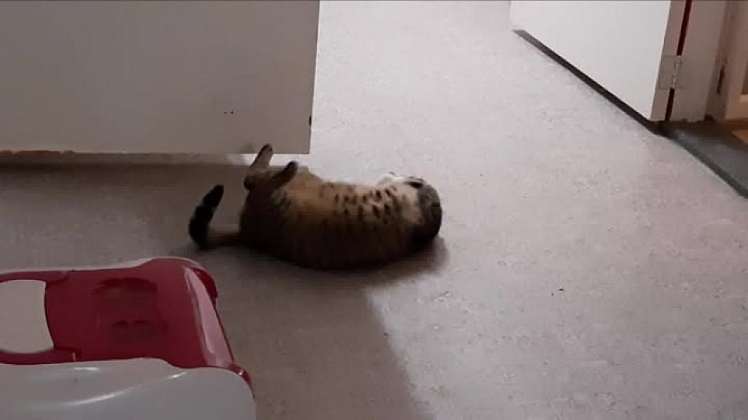 Kattenpraat