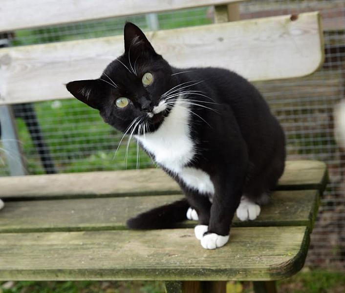 Kattenpraat