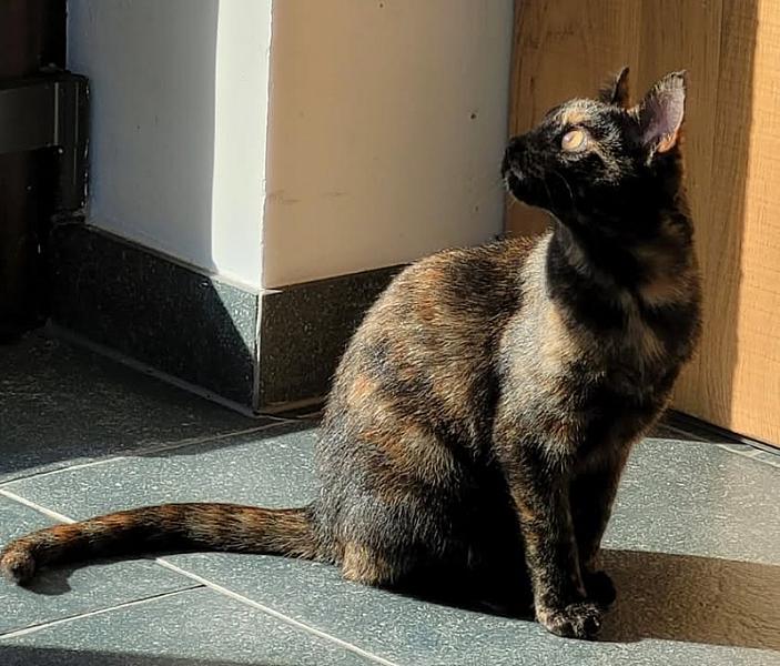 Kattenpraat