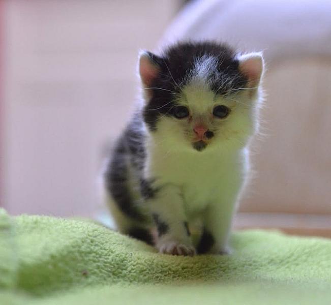 Kattenpraat