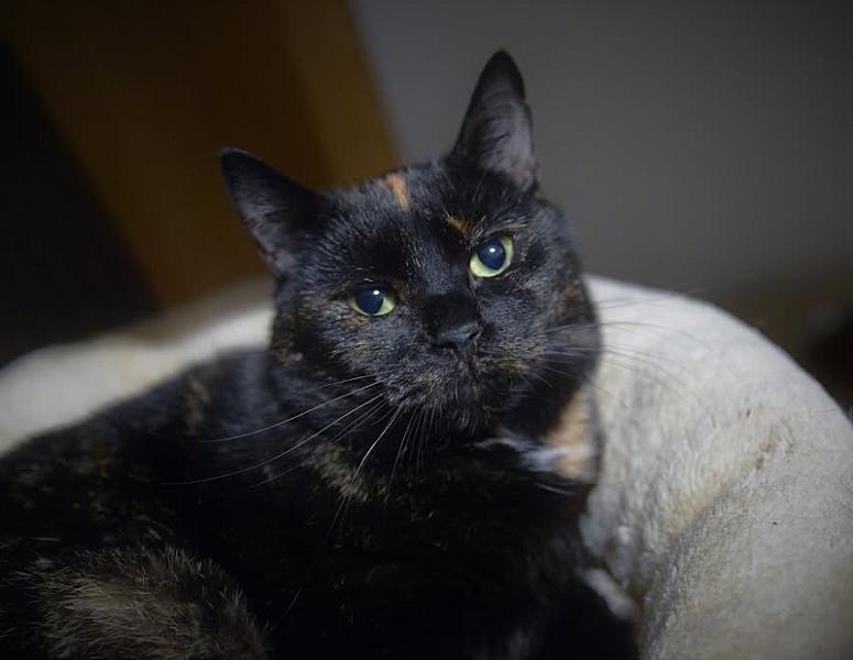 Kattenpraat
