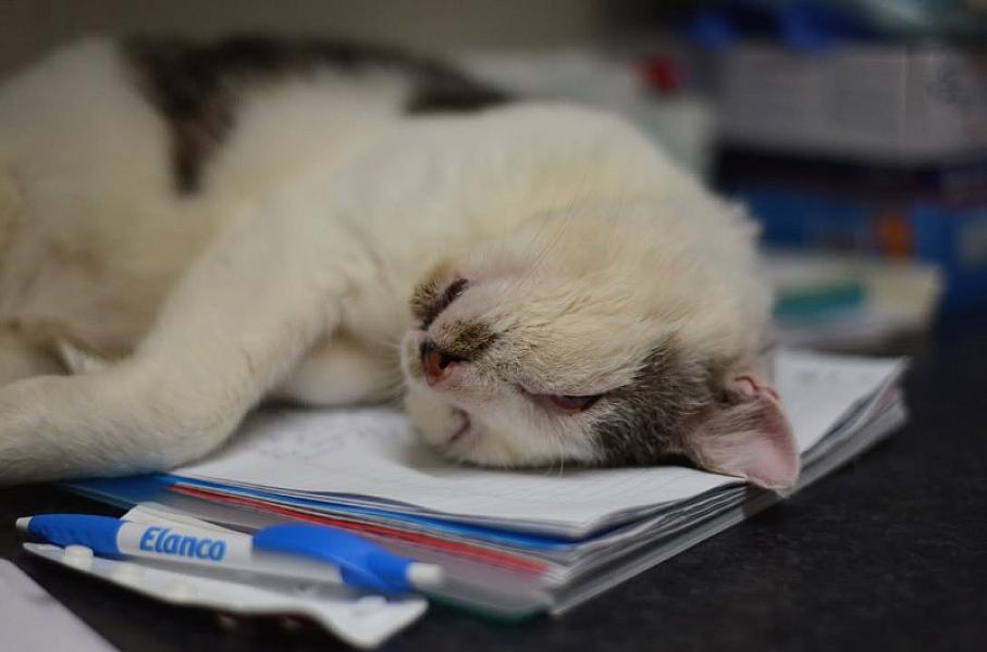 Kattenpraat