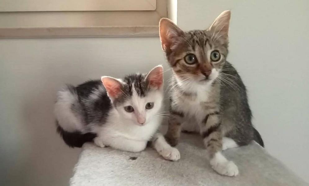 Kattenpraat