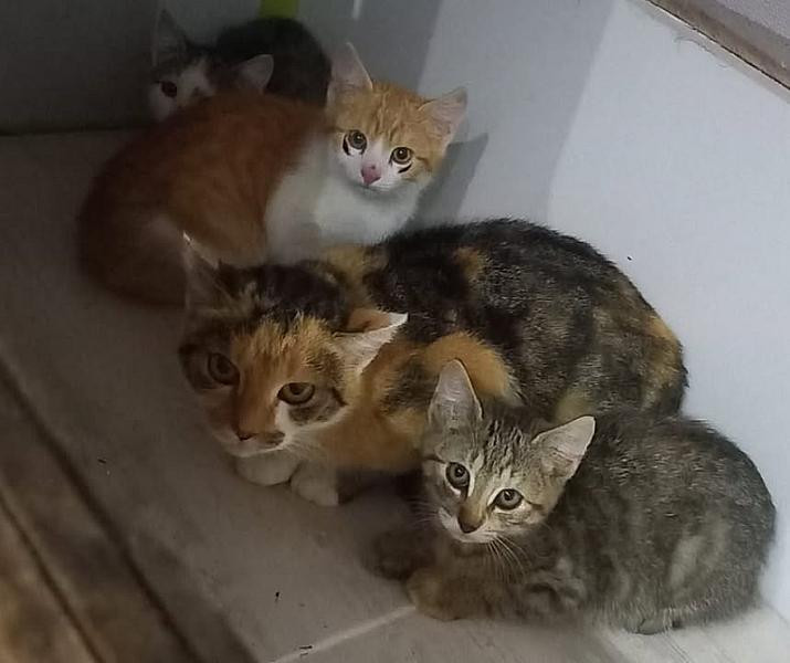 Kattenpraat