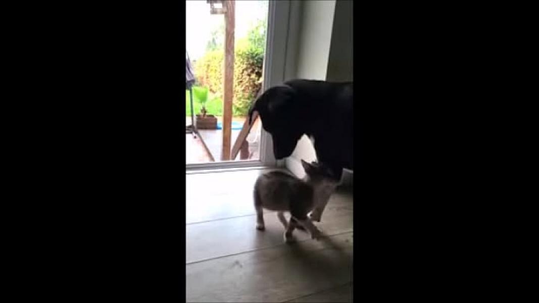 Kattenpraat