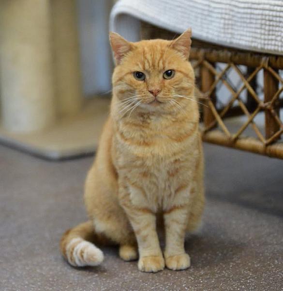 Kattenpraat