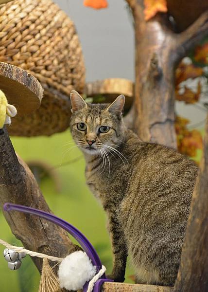 Kattenpraat