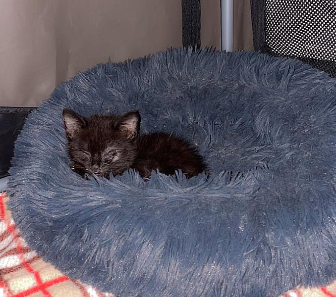 Kattenpraat