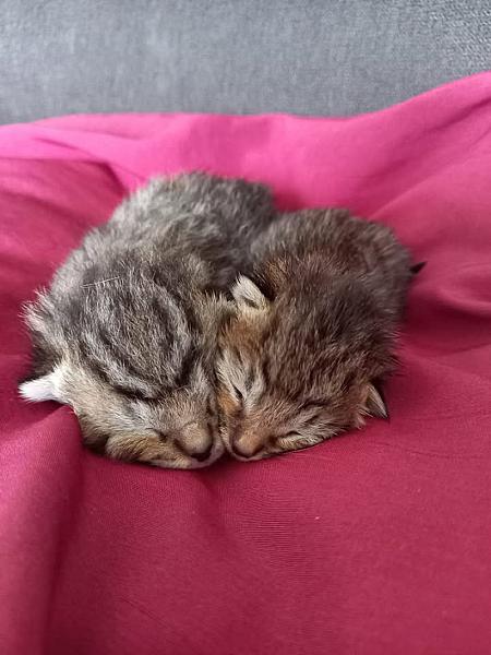 Kattenpraat