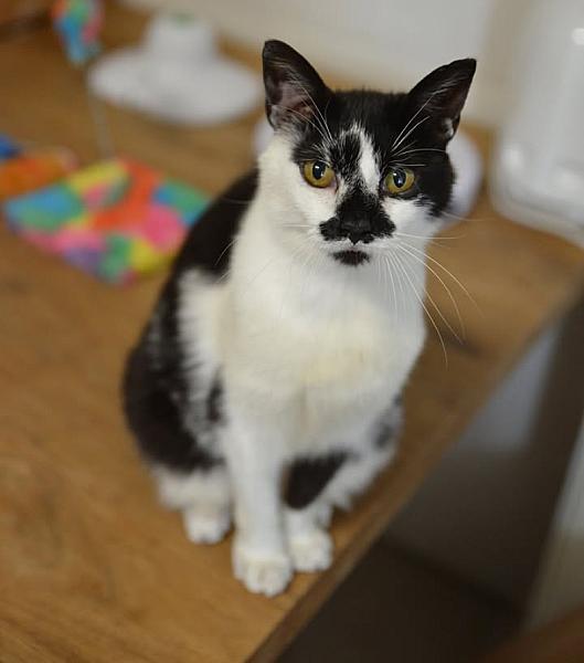 Kattenpraat