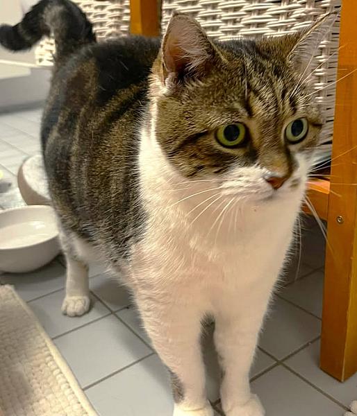 Kattenpraat
