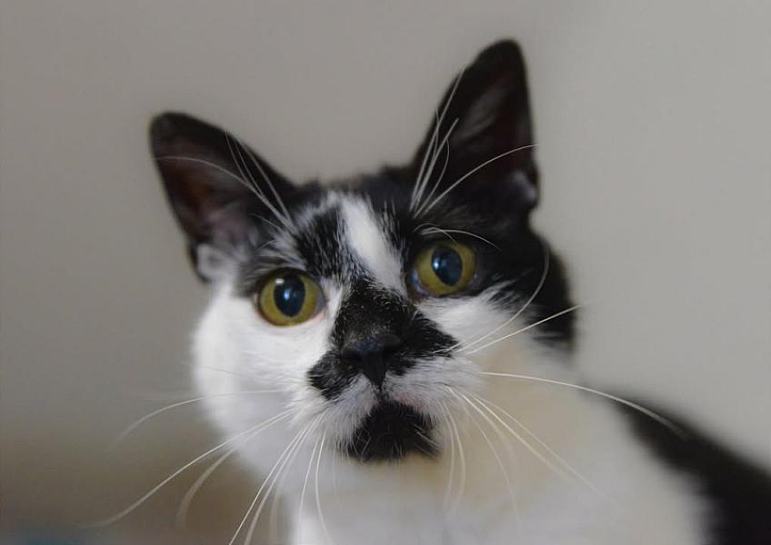 Kattenpraat