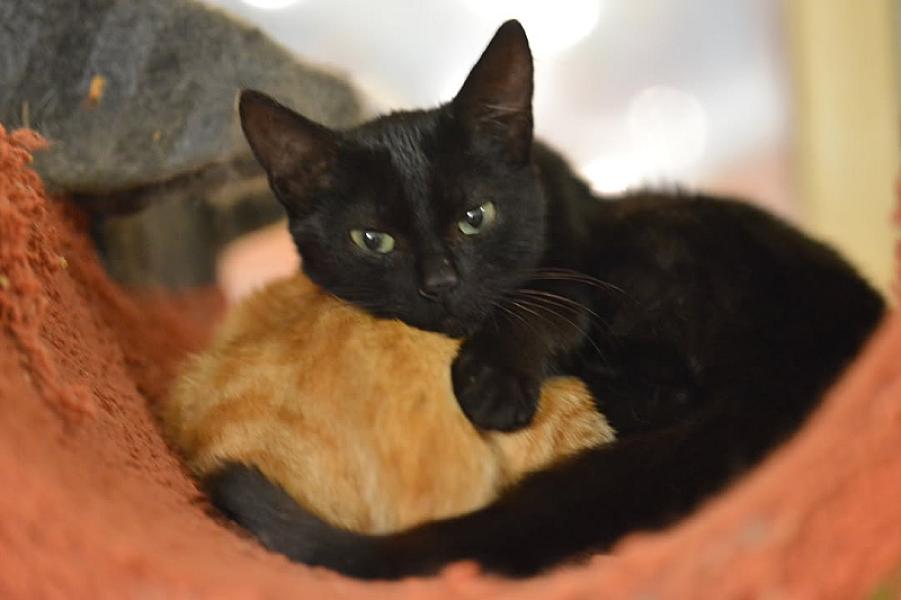 Kattenpraat