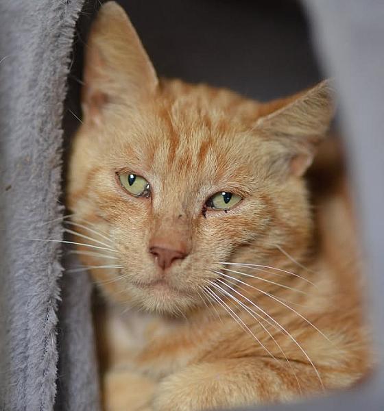 Kattenpraat