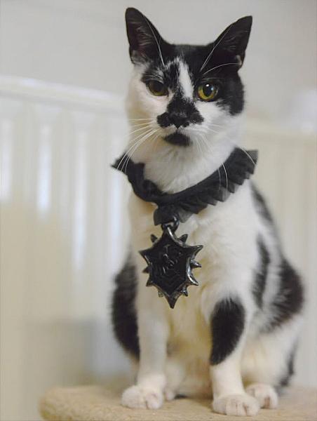 Kattenpraat