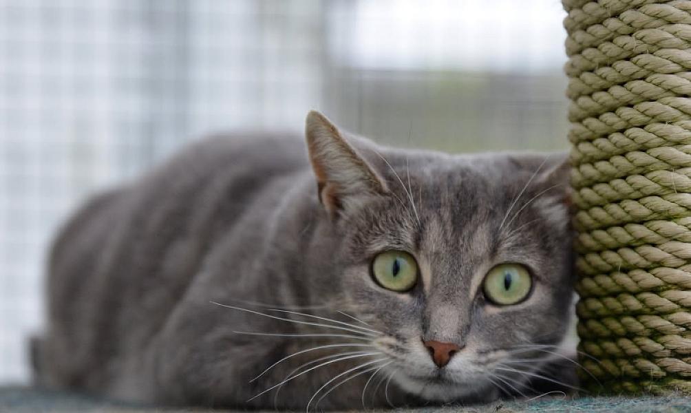 Kattenpraat